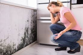 Why You Should Choose Our Mold Remediation Services in Muenster, TX